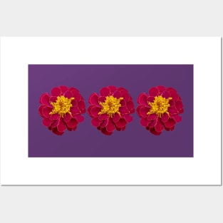 Three Red Marigold Flowers Floral Photo Posters and Art